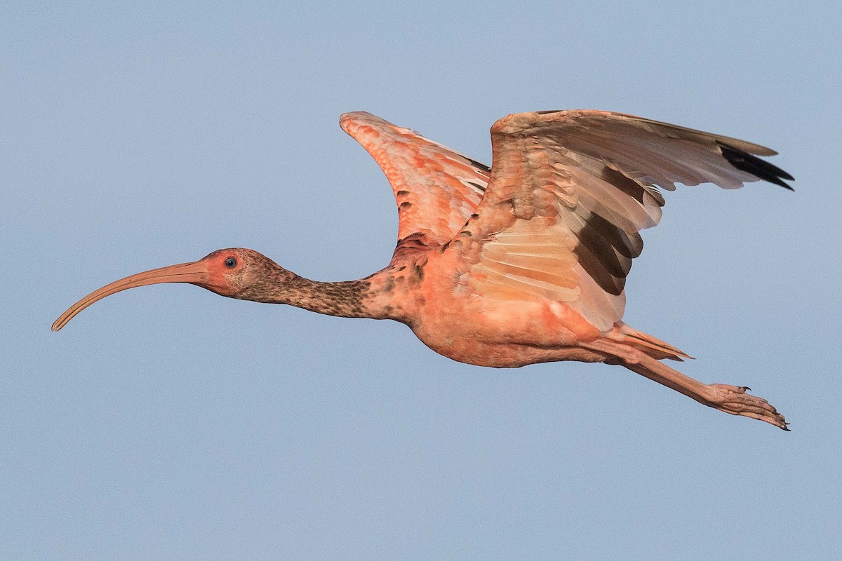 Scarlet Ibis - Eric VanderWerf