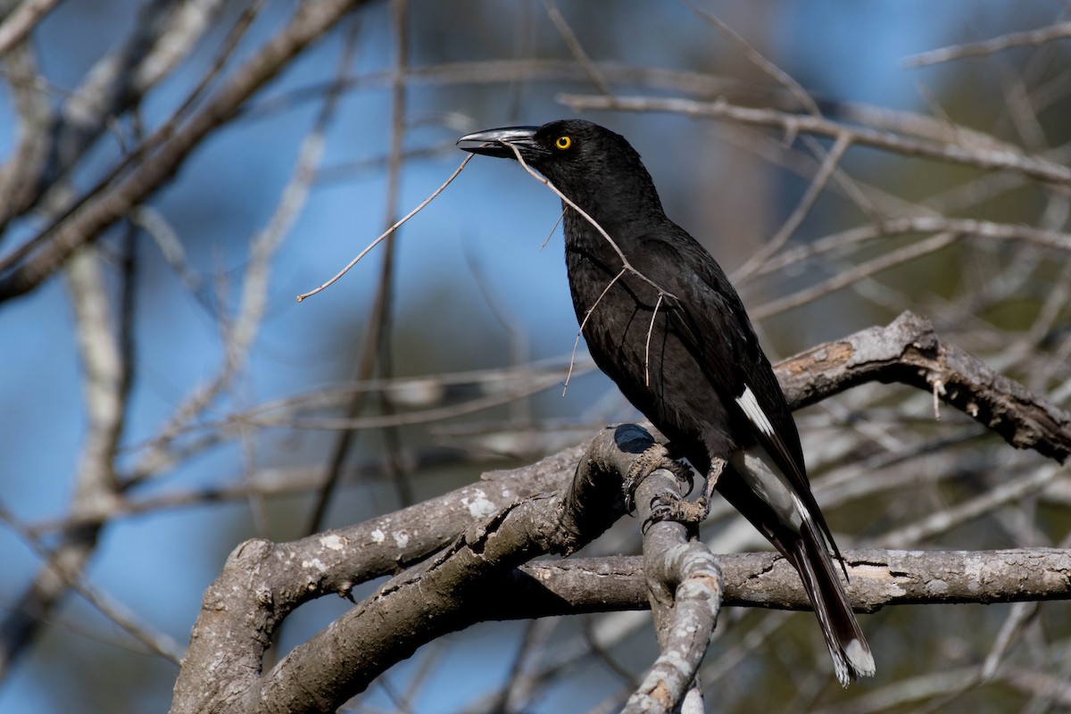 Pied Currawong - Terence Alexander