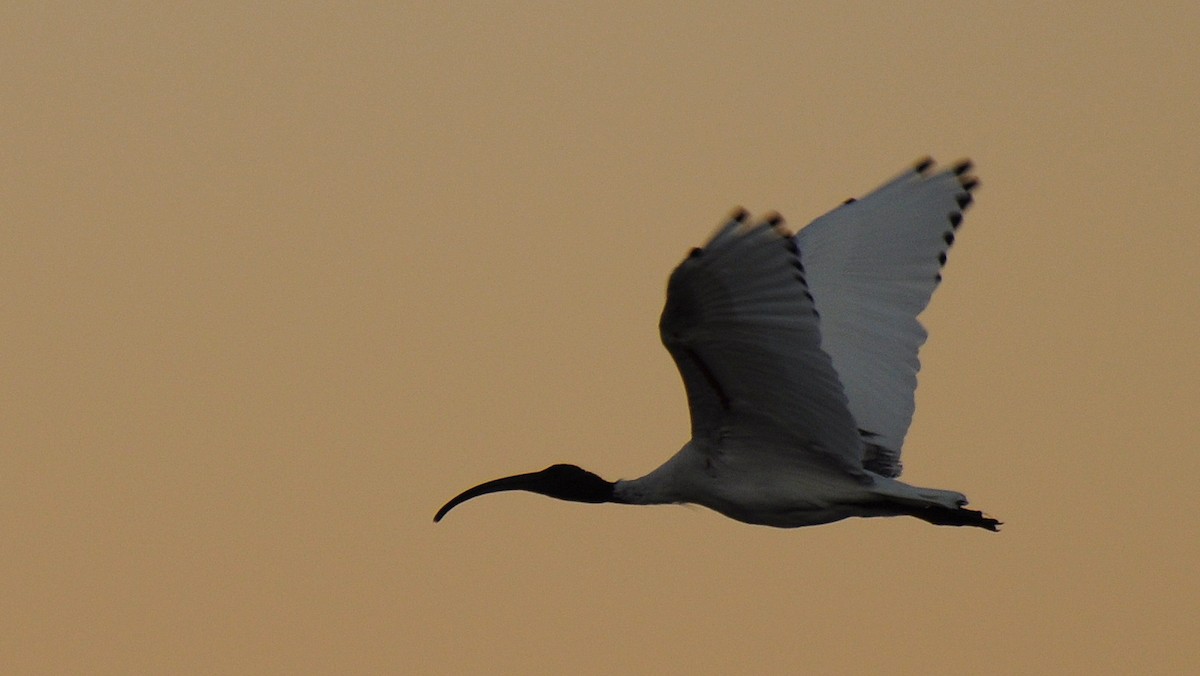 ibis australský - ML69585541