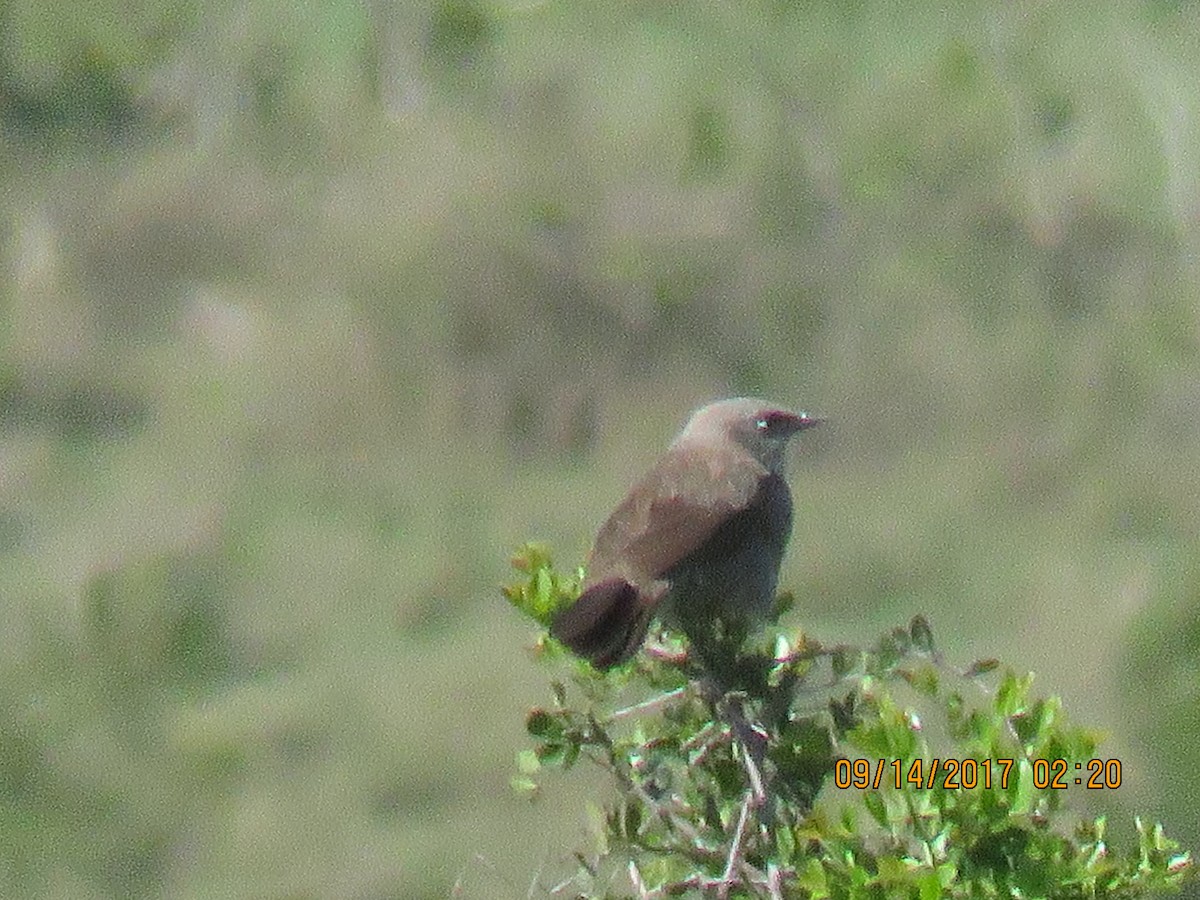 Black-lored Babbler (Nanyuki) - ML69585871