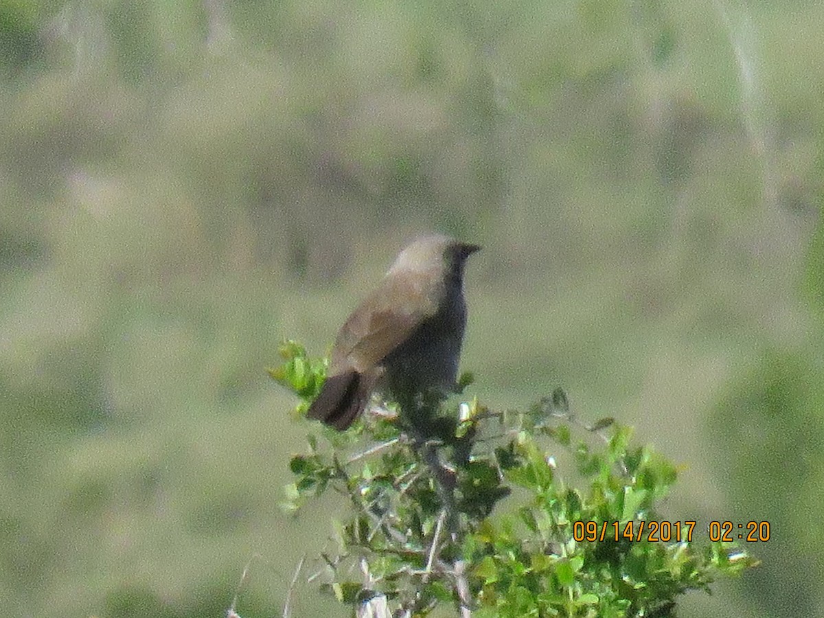 Black-lored Babbler (Nanyuki) - ML69585881