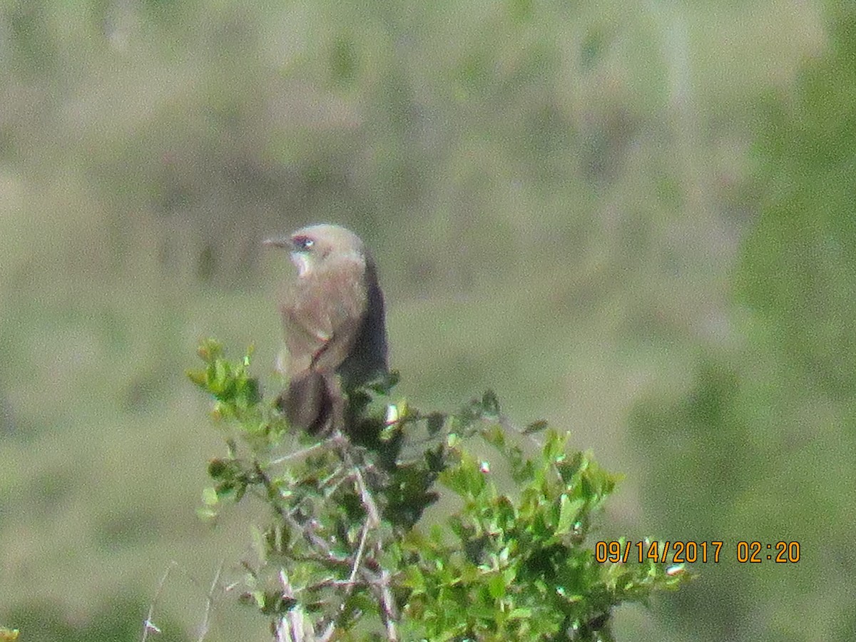 Black-lored Babbler (Nanyuki) - ML69585891