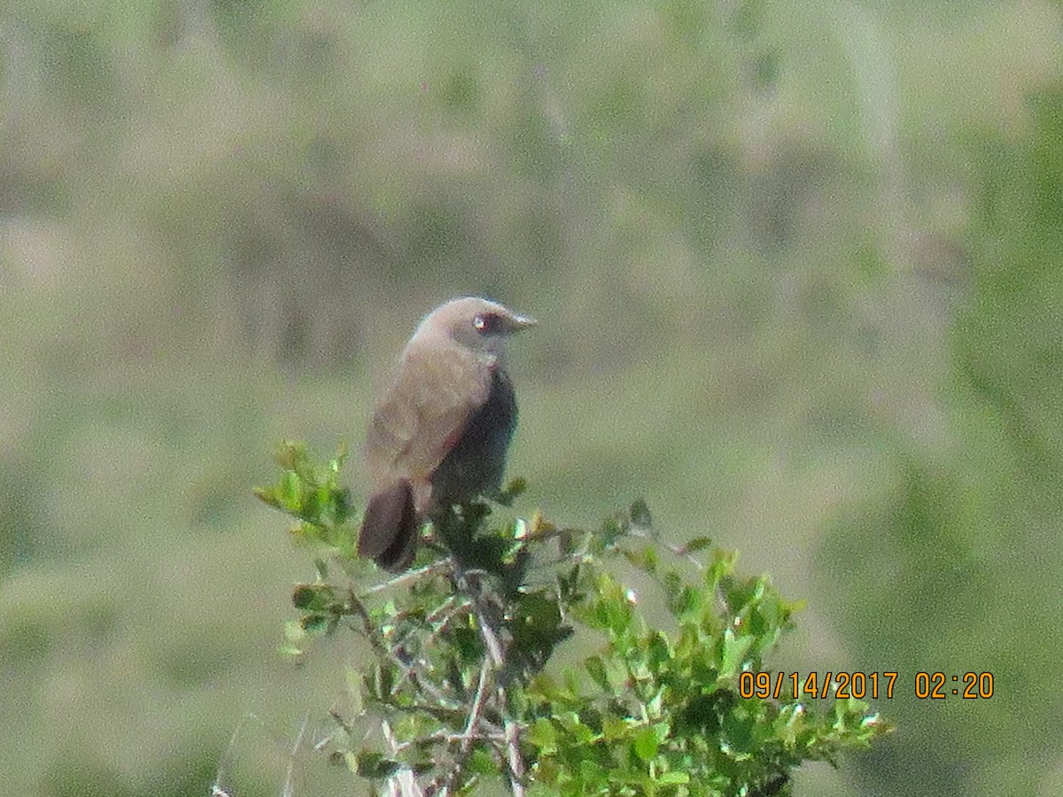 Black-lored Babbler (Nanyuki) - ML69585901