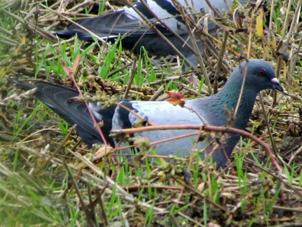 Rock Pigeon (Feral Pigeon) - ML69586061