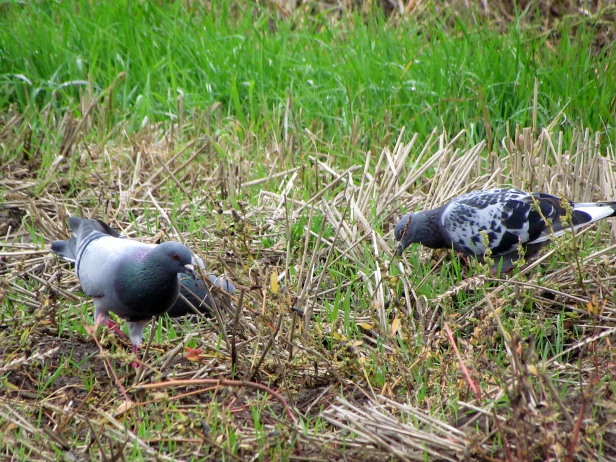 Rock Pigeon (Feral Pigeon) - ML69586101