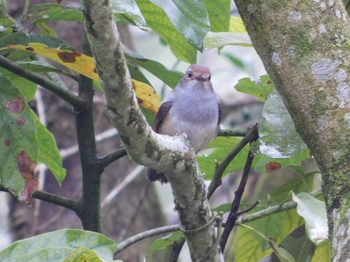 passerine sp. - James Lee