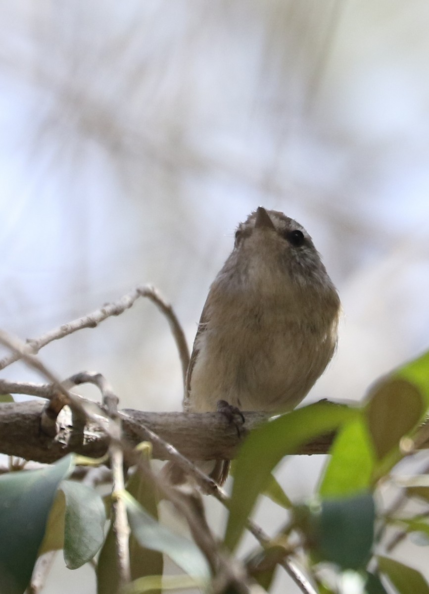 Brown Gerygone - ML69587791