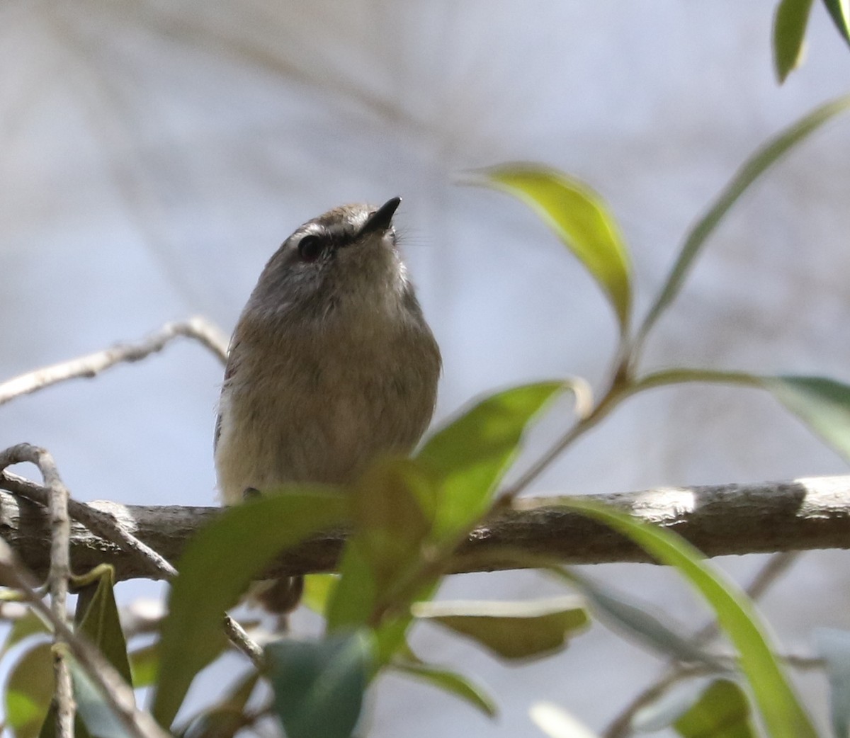 Brown Gerygone - ML69587801