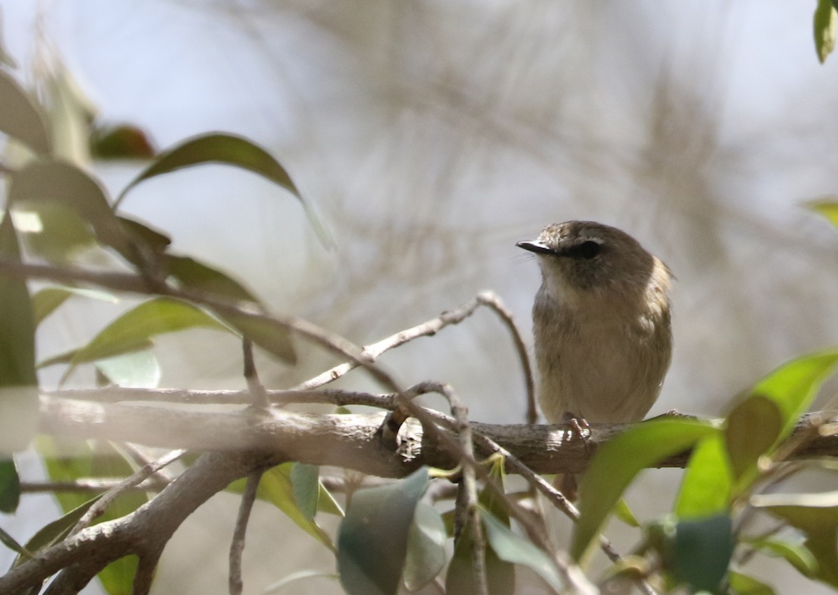 Brown Gerygone - ML69587821