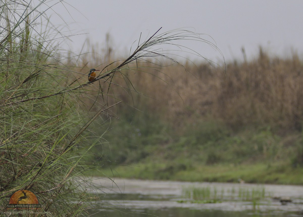 Common Kingfisher - Subodh Pradhan