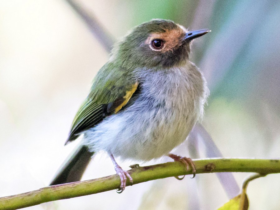 Men xxx videoni xohlamayman