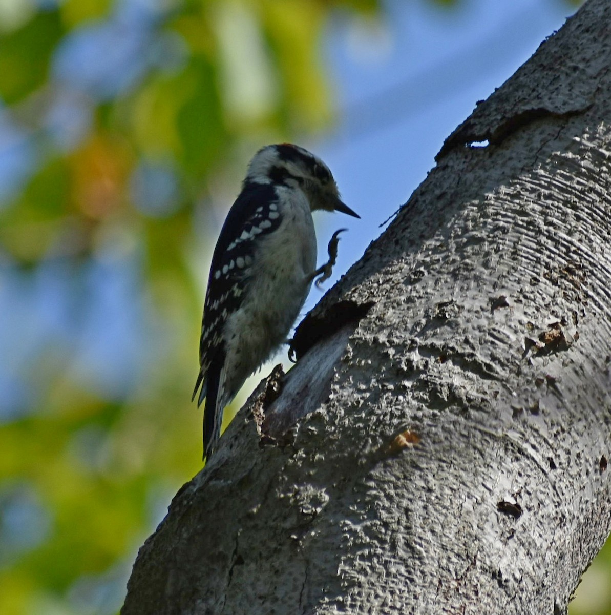 Downy Woodpecker - ML69591031