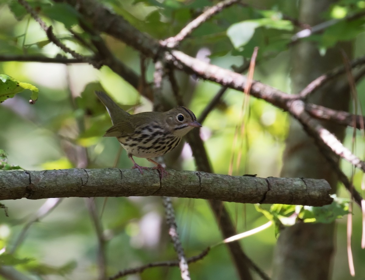 Ovenbird - ML69591351