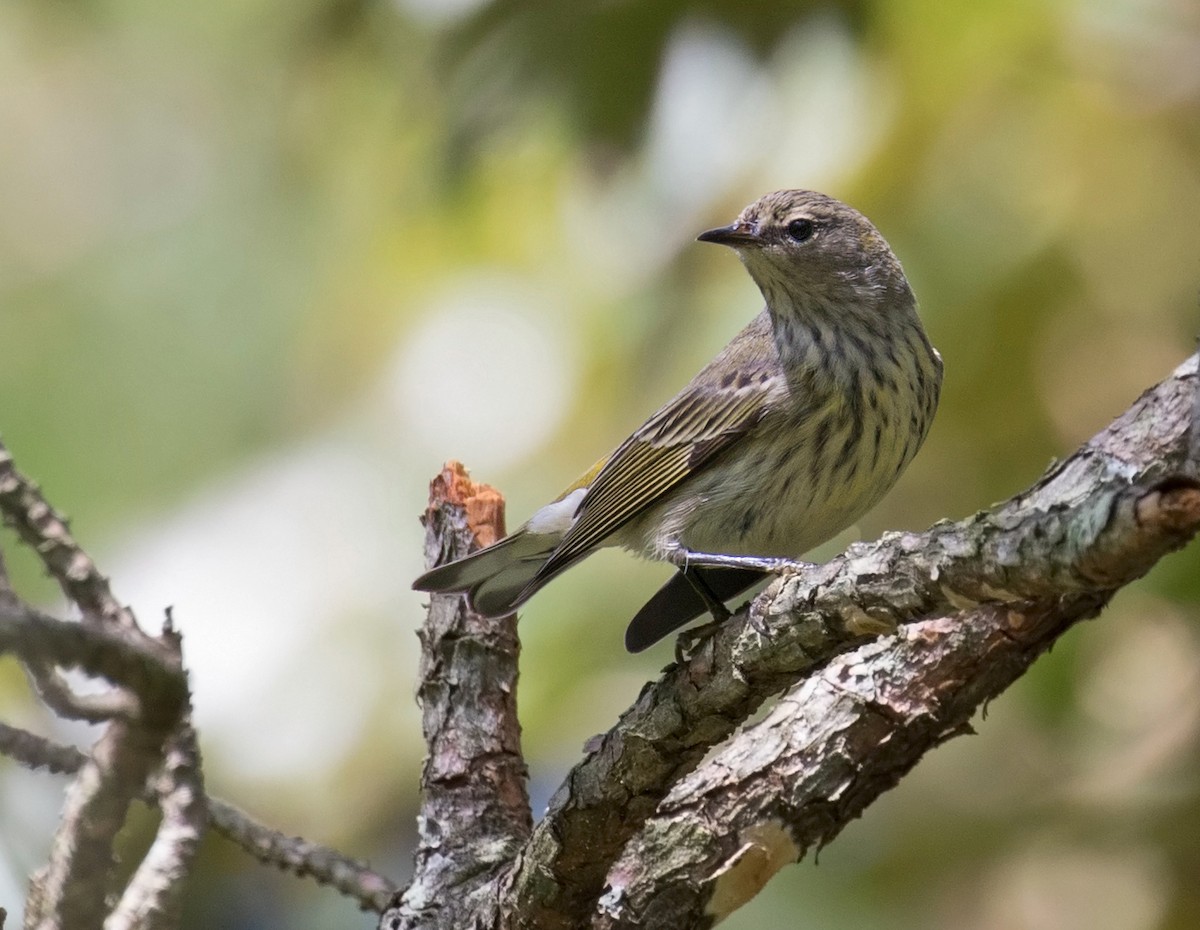 Cape May Warbler - ML69591361