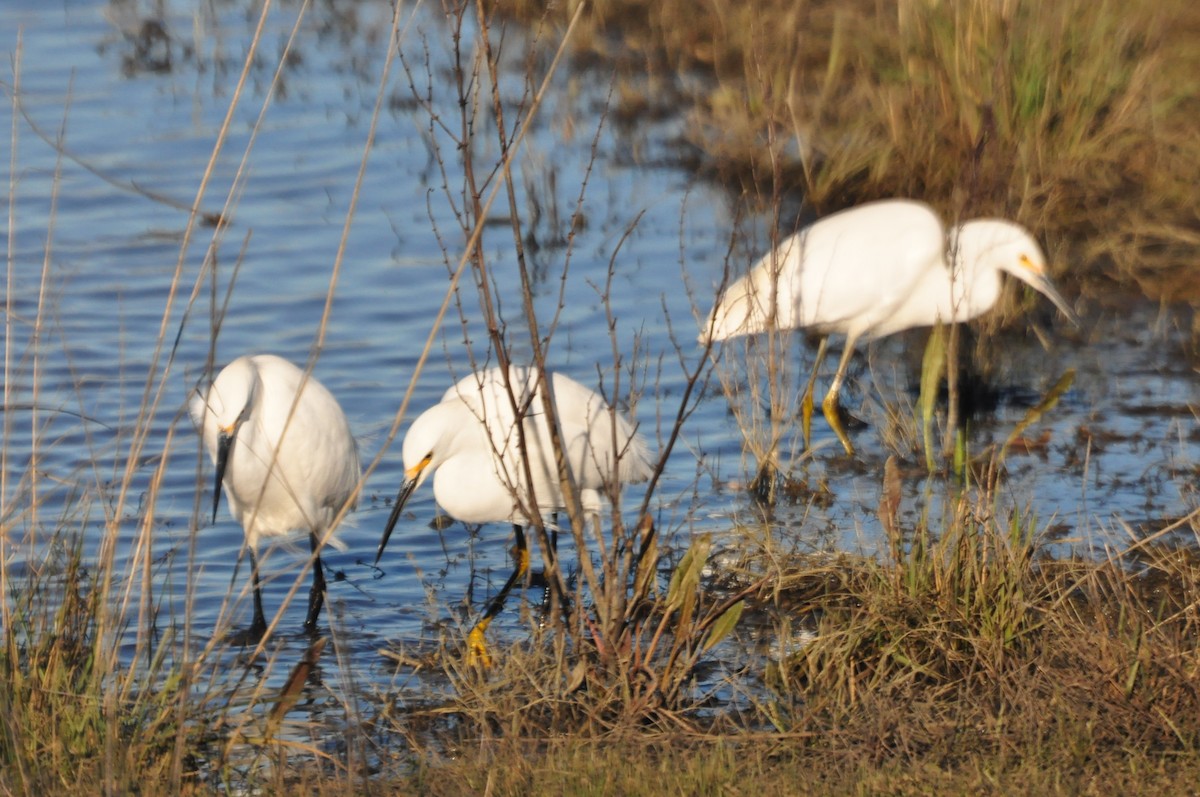 Snowy Egret - ML69591621