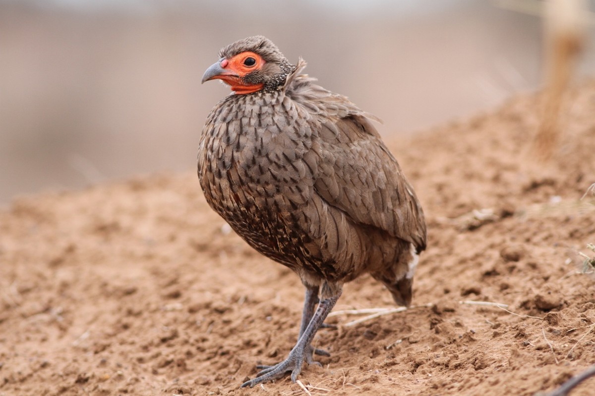 Swainson's Spurfowl - ML69591691