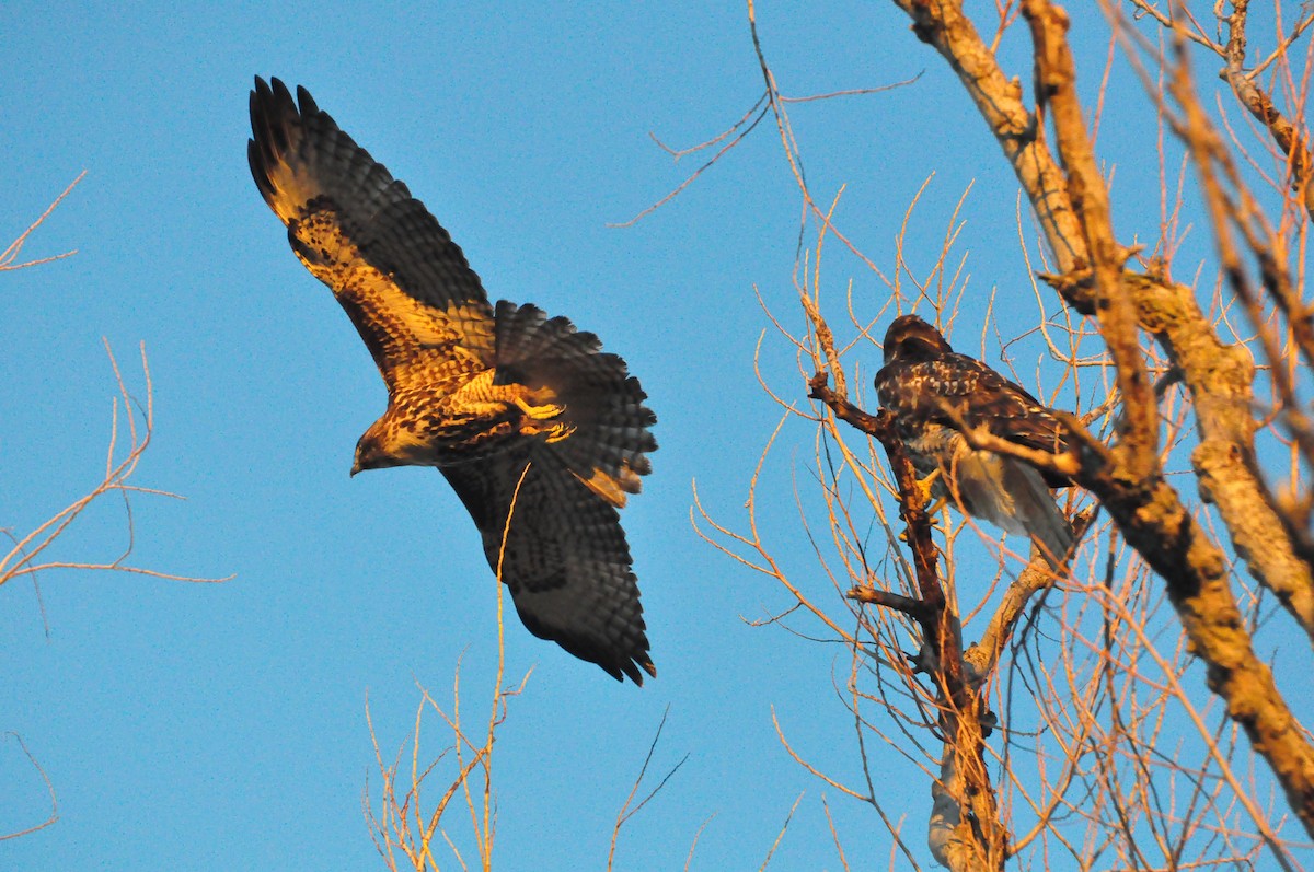 Red-tailed Hawk - ML69592041