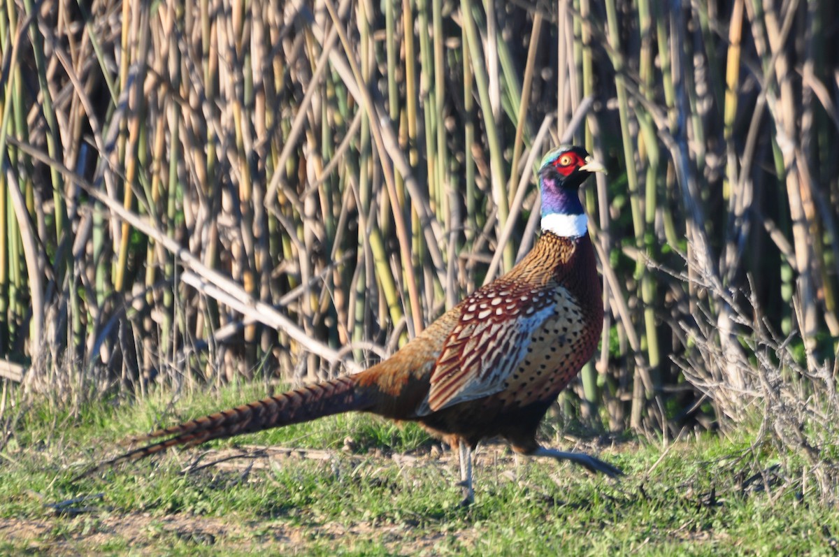 Ring-necked Pheasant - ML69592141