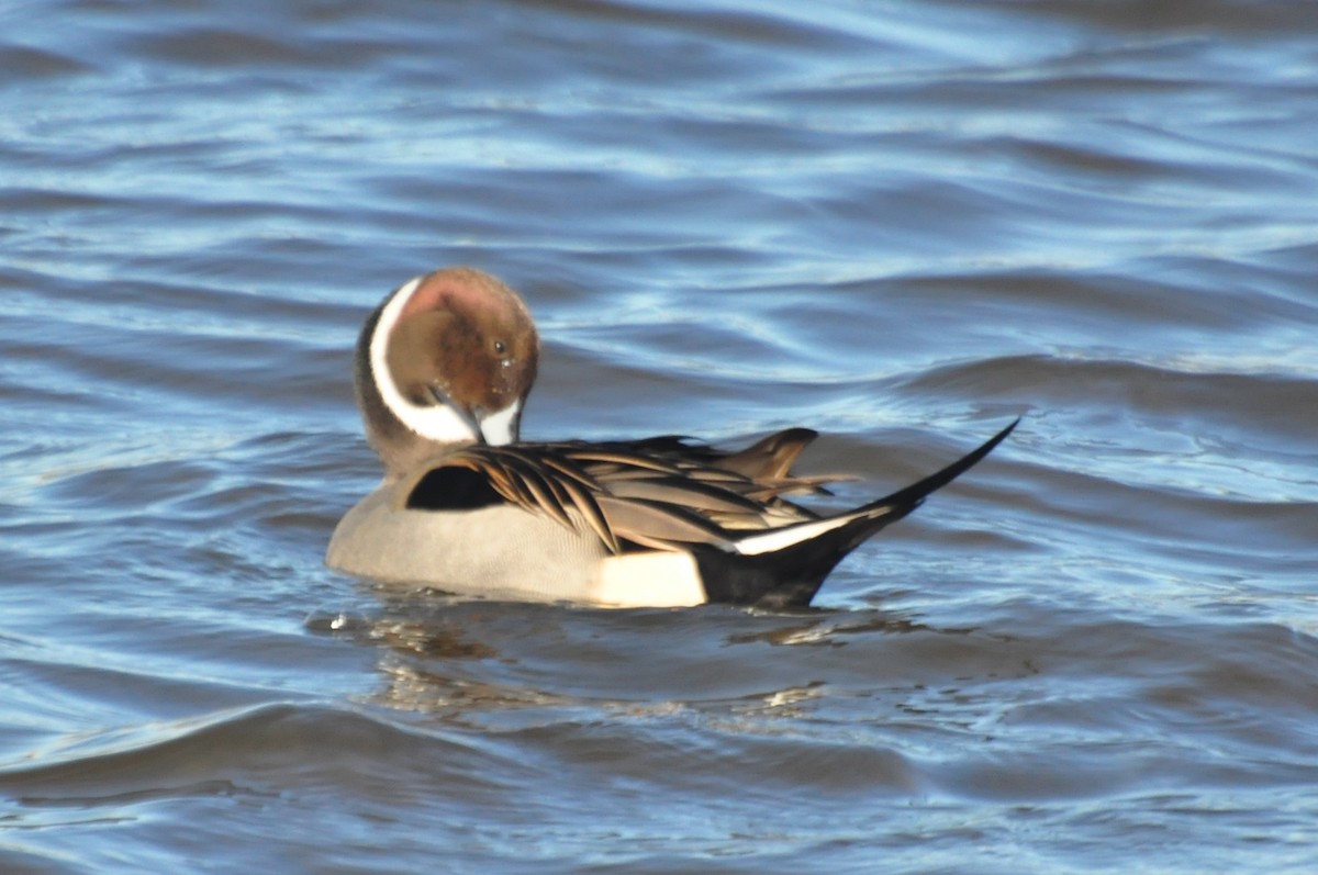 Northern Pintail - ML69592161