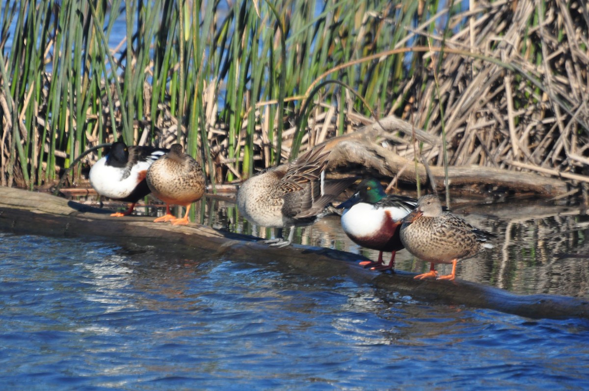 Northern Shoveler - Teresa Shumaker