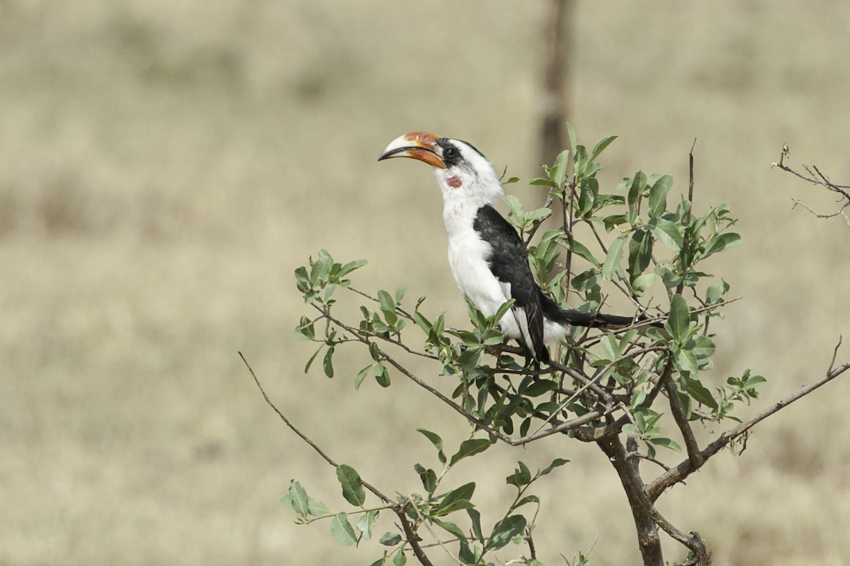 Von der Decken's Hornbill - ML69592221