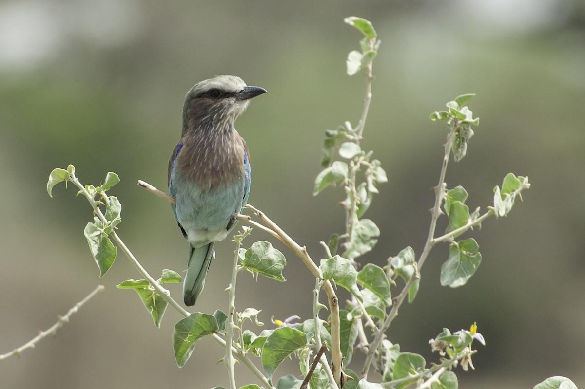 Lilac-breasted Roller - ML69592321