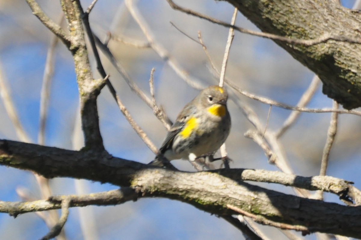 Yellow-rumped Warbler - Teresa Shumaker