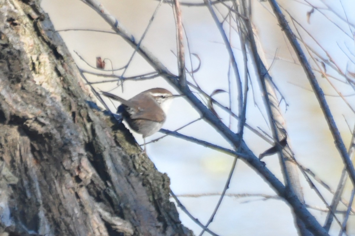 Bewick's Wren - ML69592391