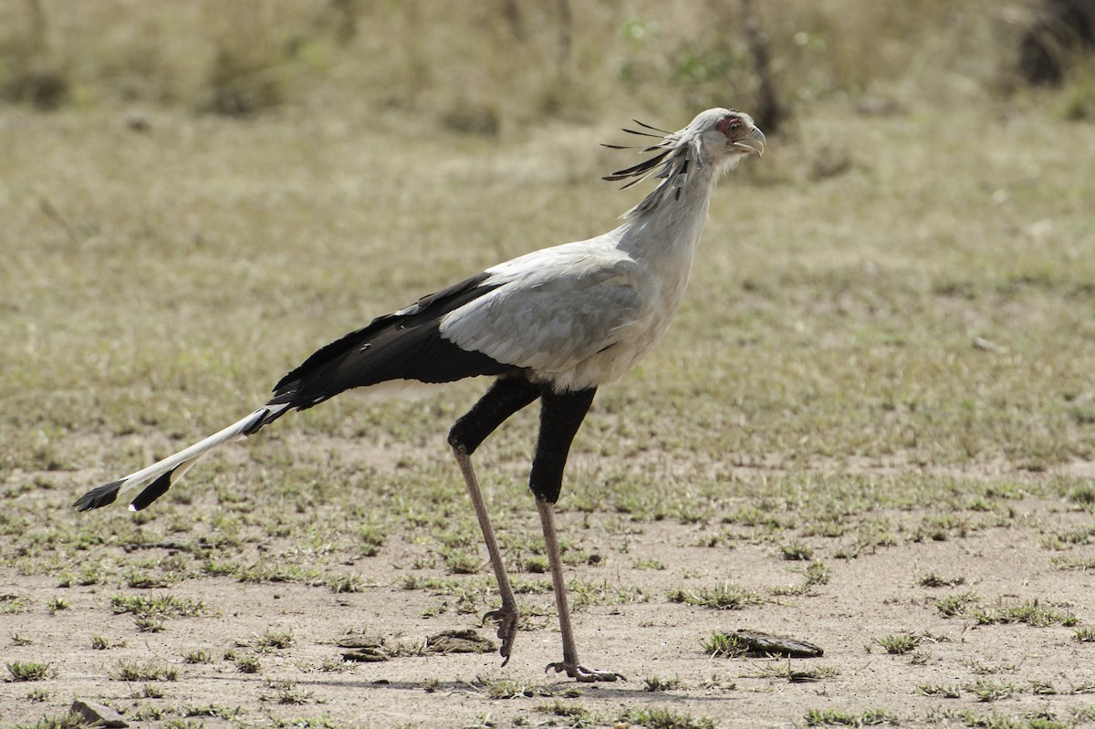 Secretarybird - ML69592431