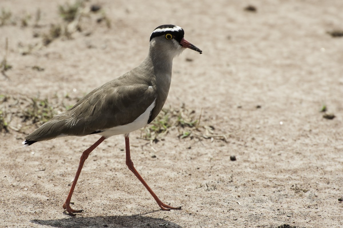 Crowned Lapwing - ML69592481