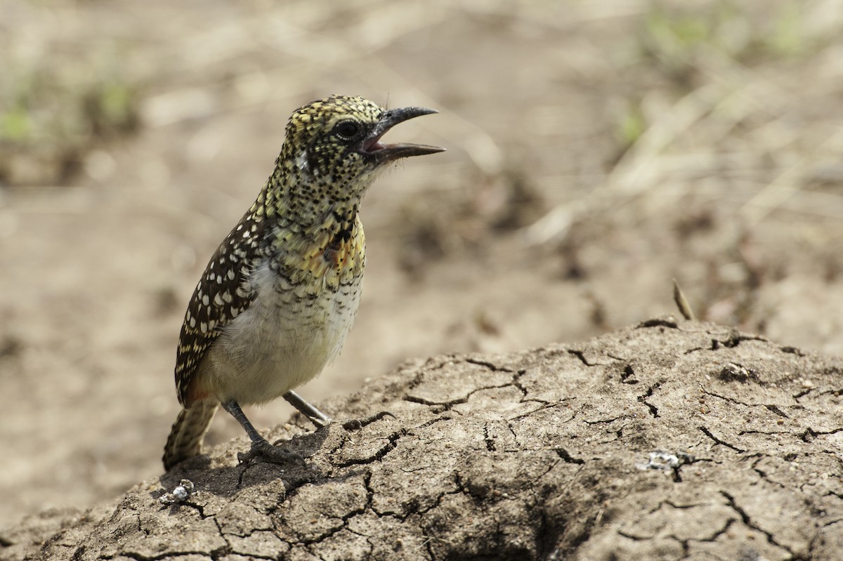 D'Arnaud's Barbet - ML69592491