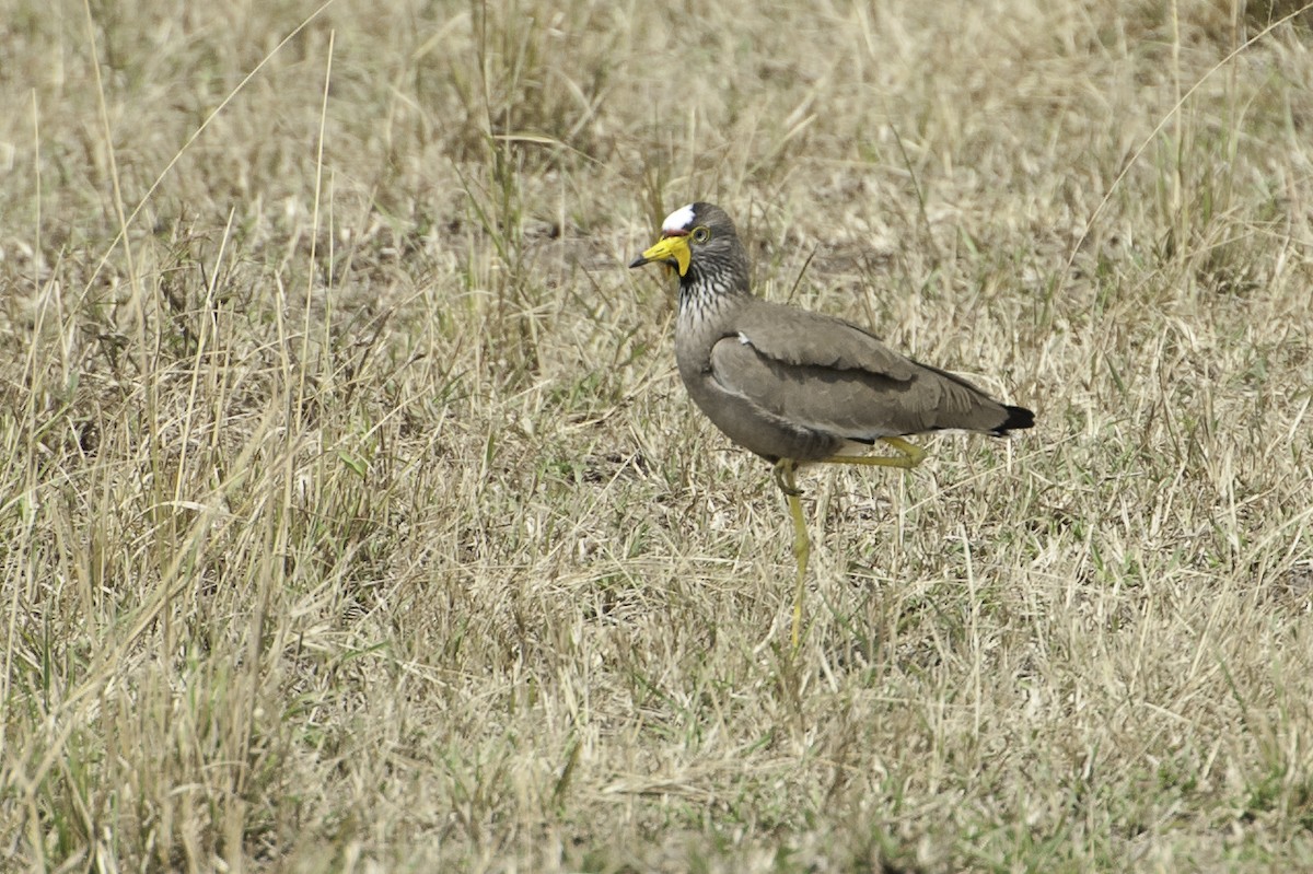 Wattled Lapwing - ML69592541