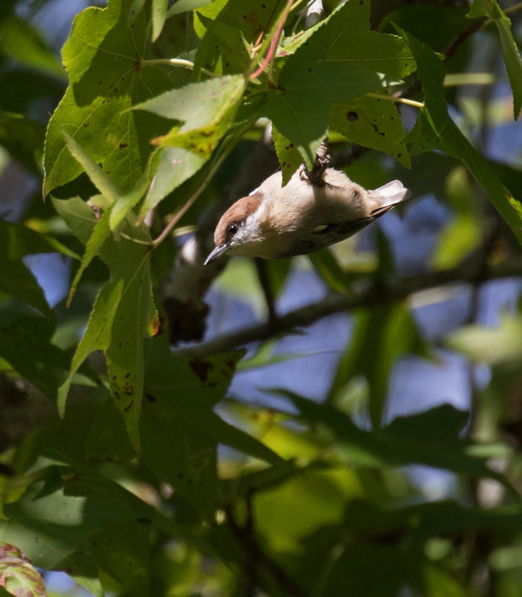 Brown-headed Nuthatch - ML69592921