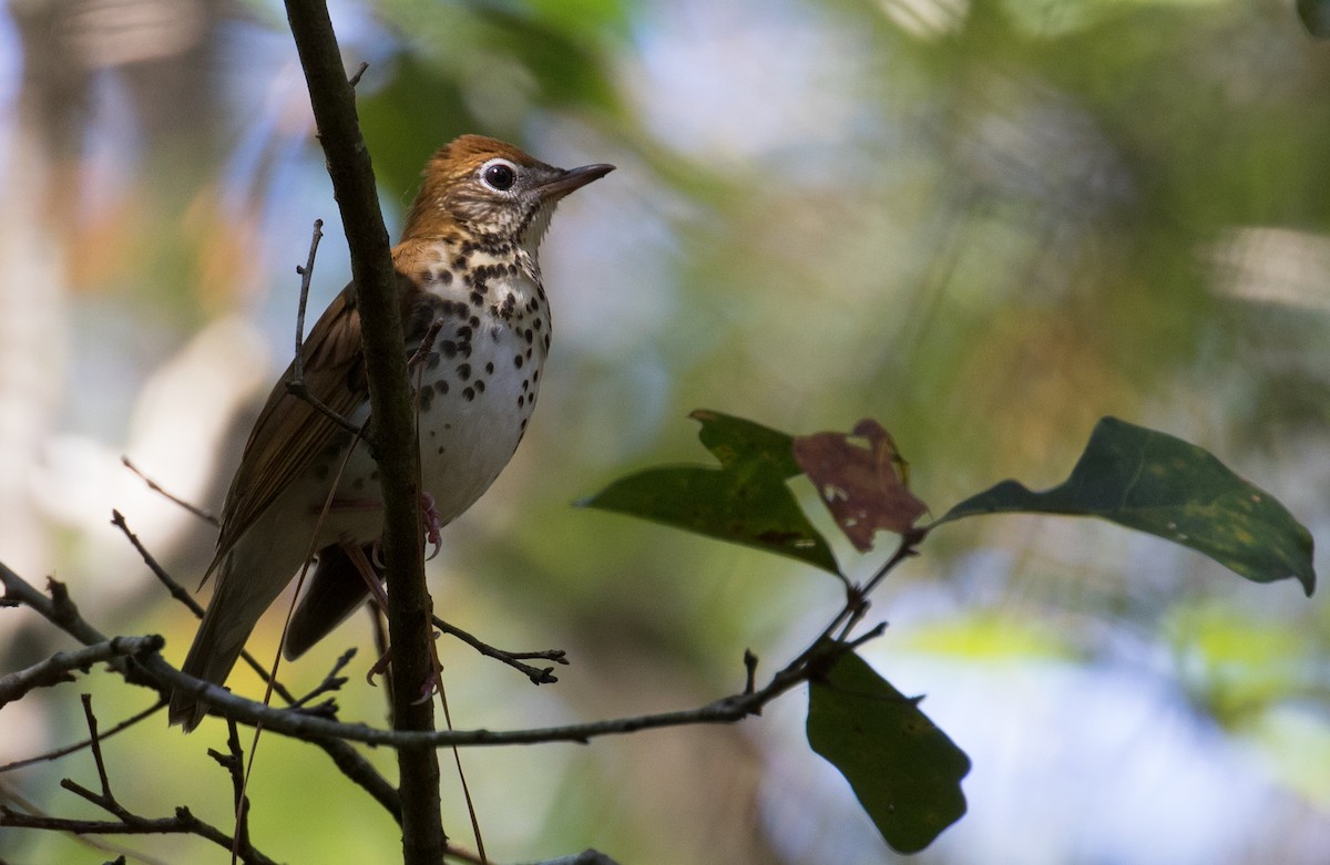 Wood Thrush - ML69592931