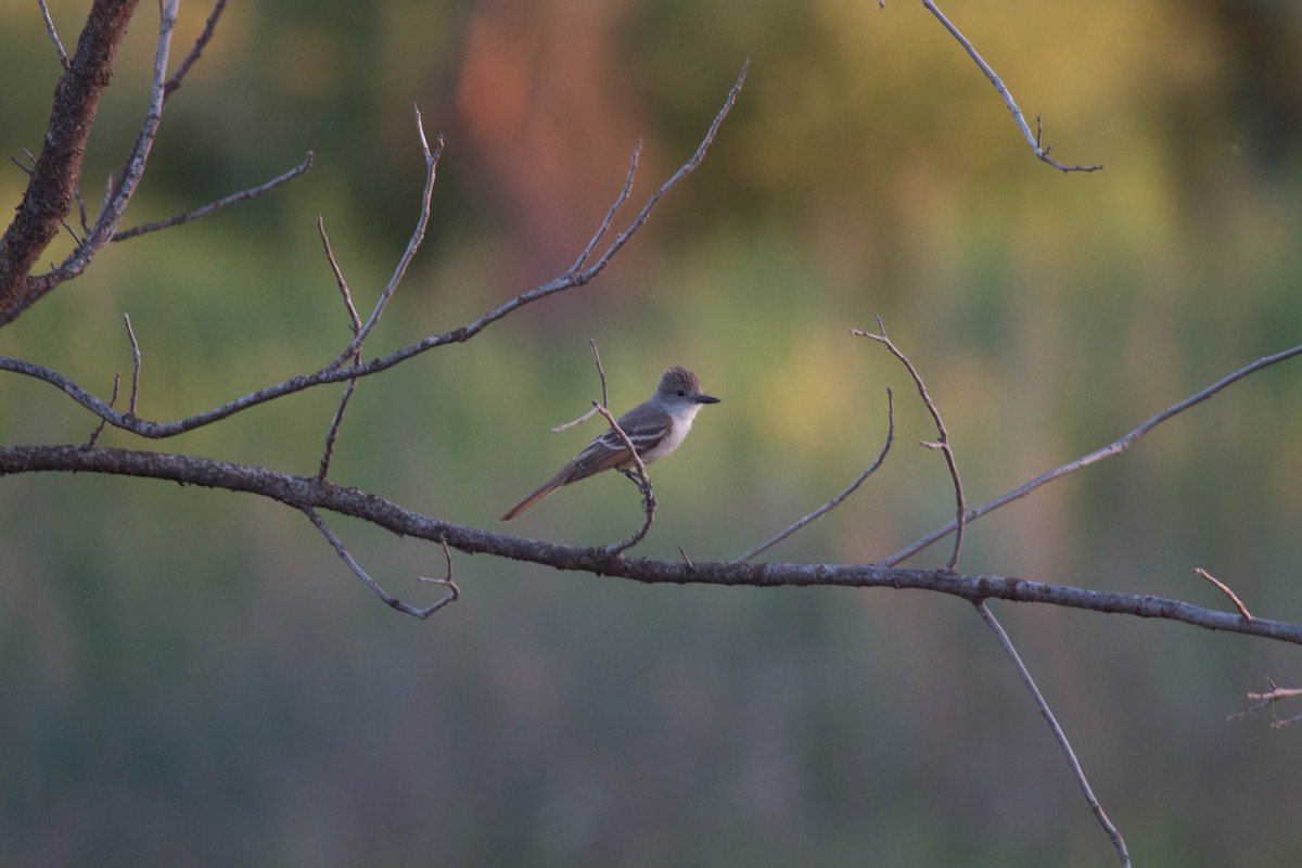 Ash-throated Flycatcher - ML69593231