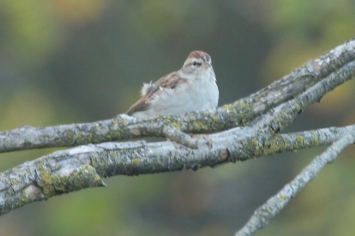 Chipping Sparrow - ML69593261