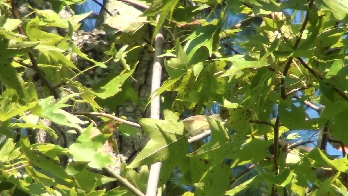 Warbling Vireo - ML69595441