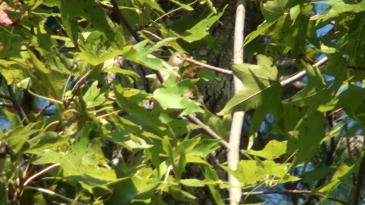Warbling Vireo - ML69595451