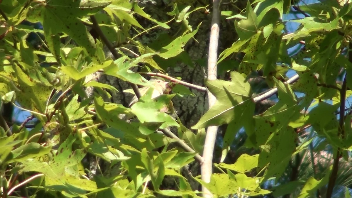 Warbling Vireo - ML69595471