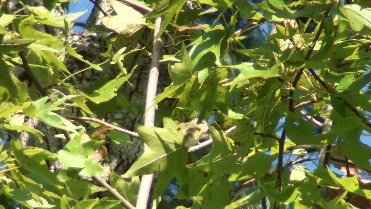 Warbling Vireo - ML69595481