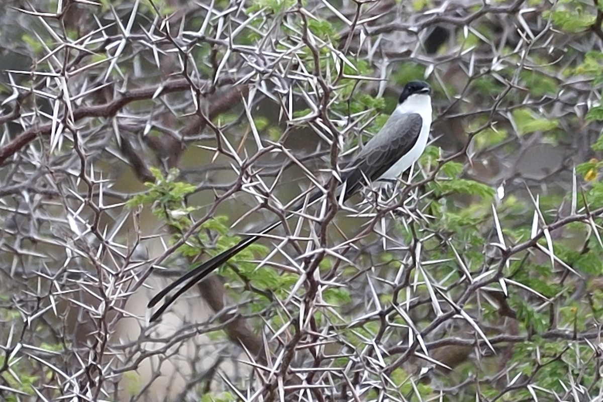 Fork-tailed Flycatcher - Michiel Oversteegen