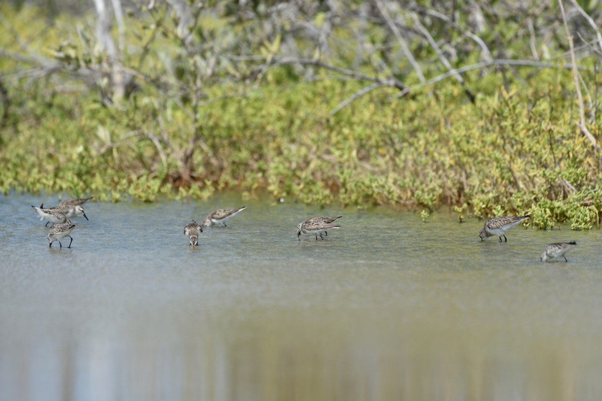 Semipalmated Sandpiper - ML69595981