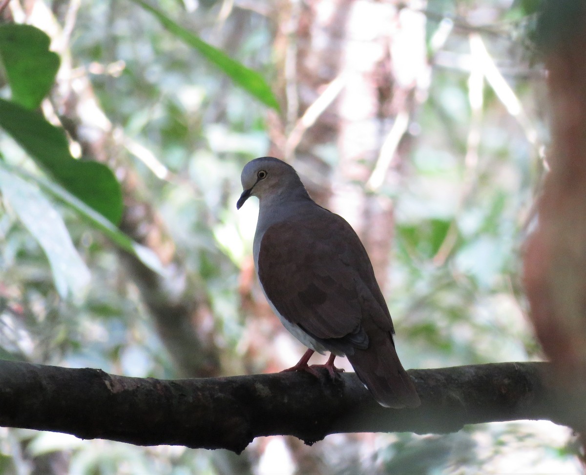 Pallid Dove - Juan Pablo Arboleda