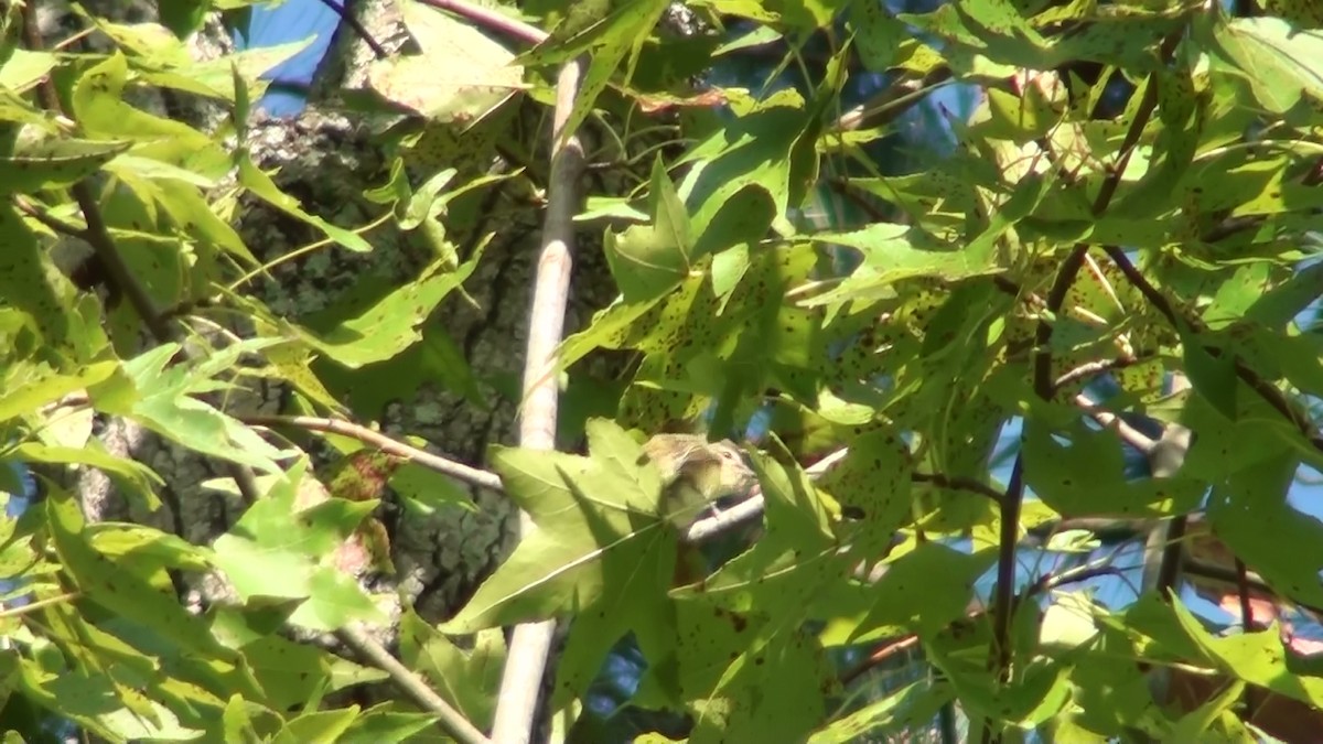 Warbling Vireo - ML69596221