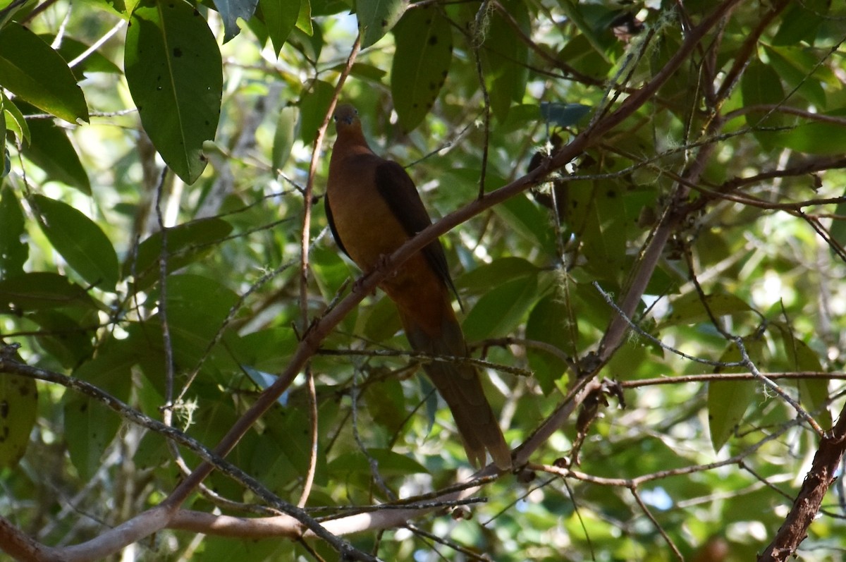 Brown Cuckoo-Dove - ML69597111
