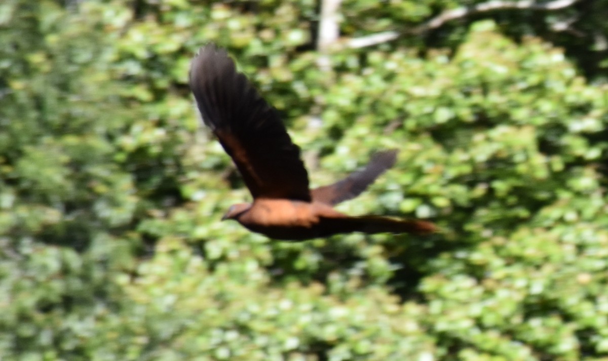 Brown Cuckoo-Dove - ML69597121