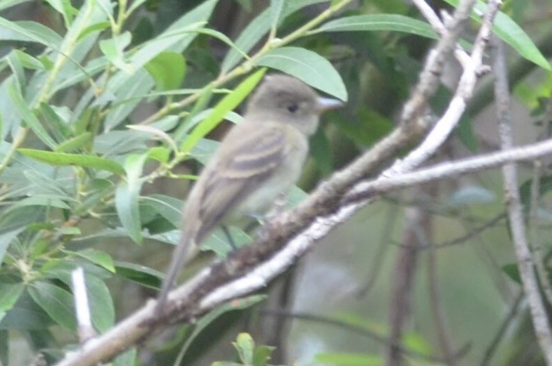 Empidonax sp. - ML69599231