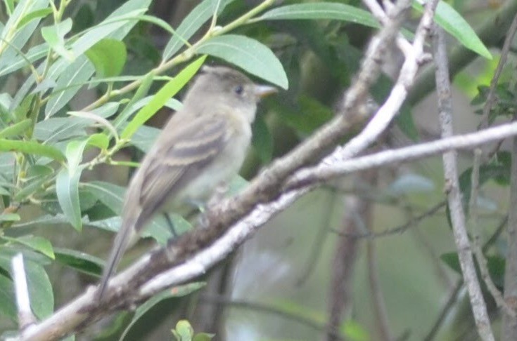 Empidonax sp. - ML69599241