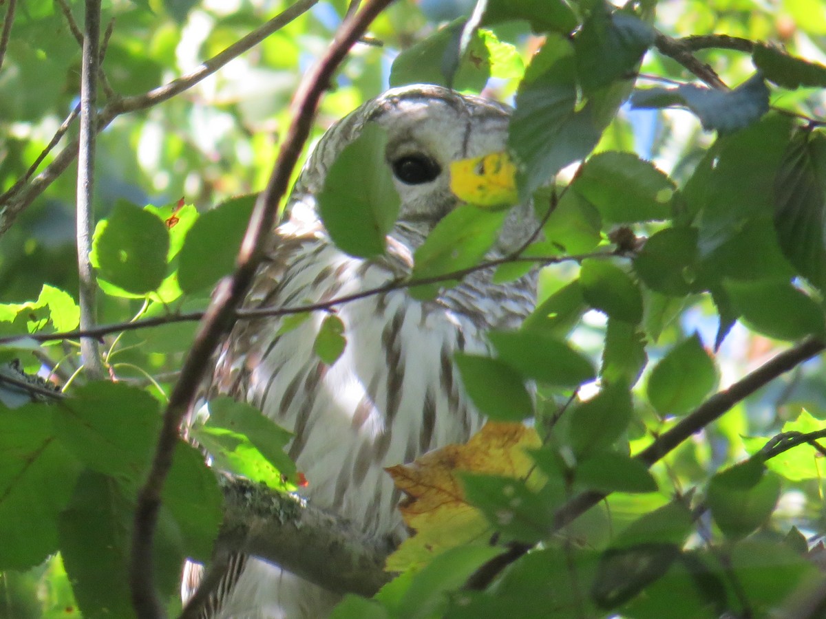 Barred Owl - ML69599871