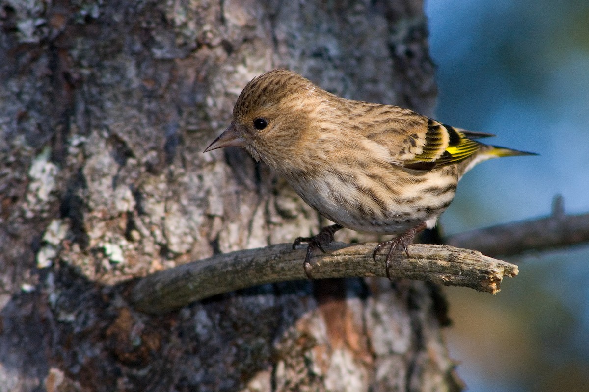 Pine Siskin - ML69600191